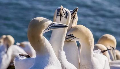 黑料深度揭秘:花絮风波背后,明星在粉丝见面会的角色极其令人意外